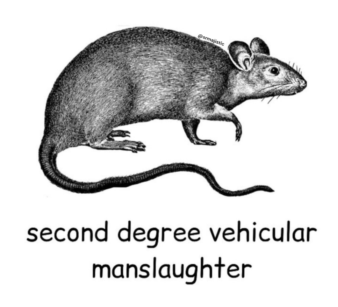 Bumper Sticker of Rat Felony Meme