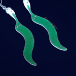 Worm on a String Handmade Earrings!